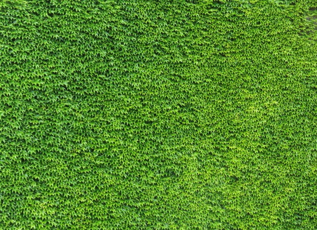 Die Wilder Wein' Textur | gerhardposch.com  Der Fotografie- und Reiseblog  von Gerhard Posch