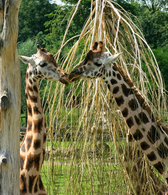 Giraffen