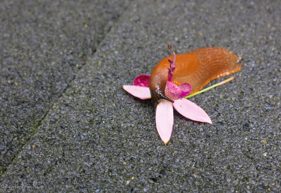 Nacktschnecke auf Blume