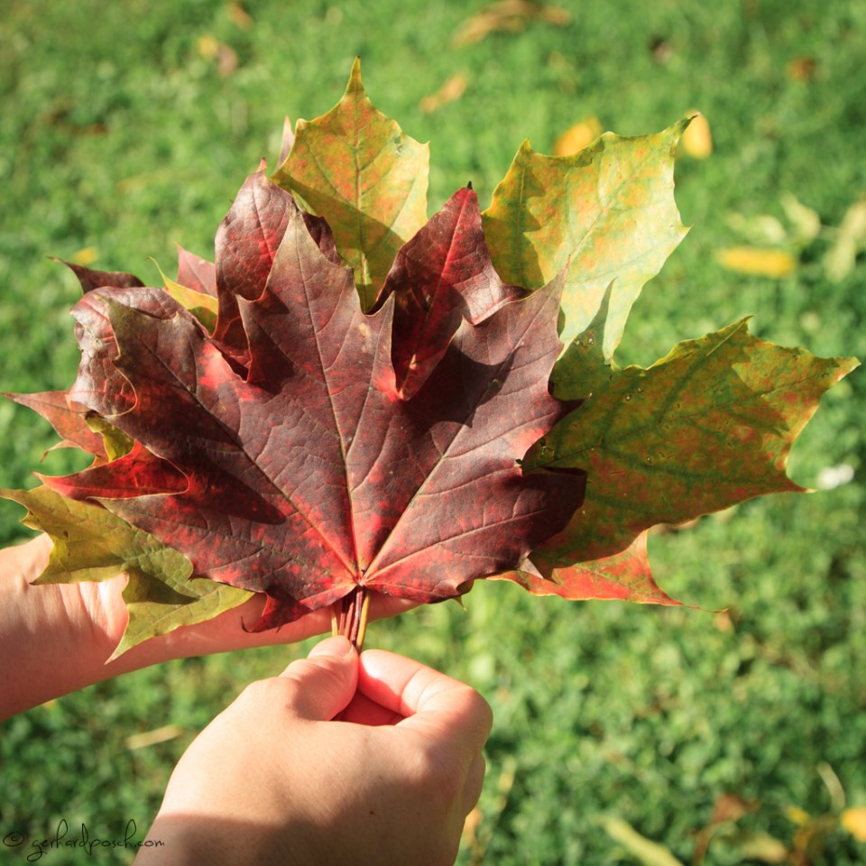 Blätter in Herbstfarben