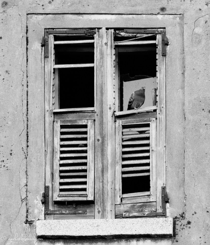 Taube in Villasimius