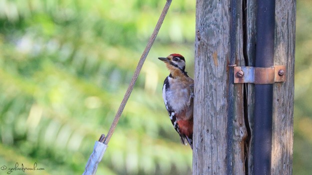 Specht am Strommast